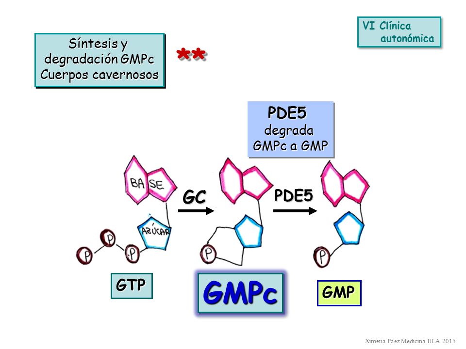 ** GMPc GC PDE5 PDE5 GTP GMP Síntesis y degradación GMPc