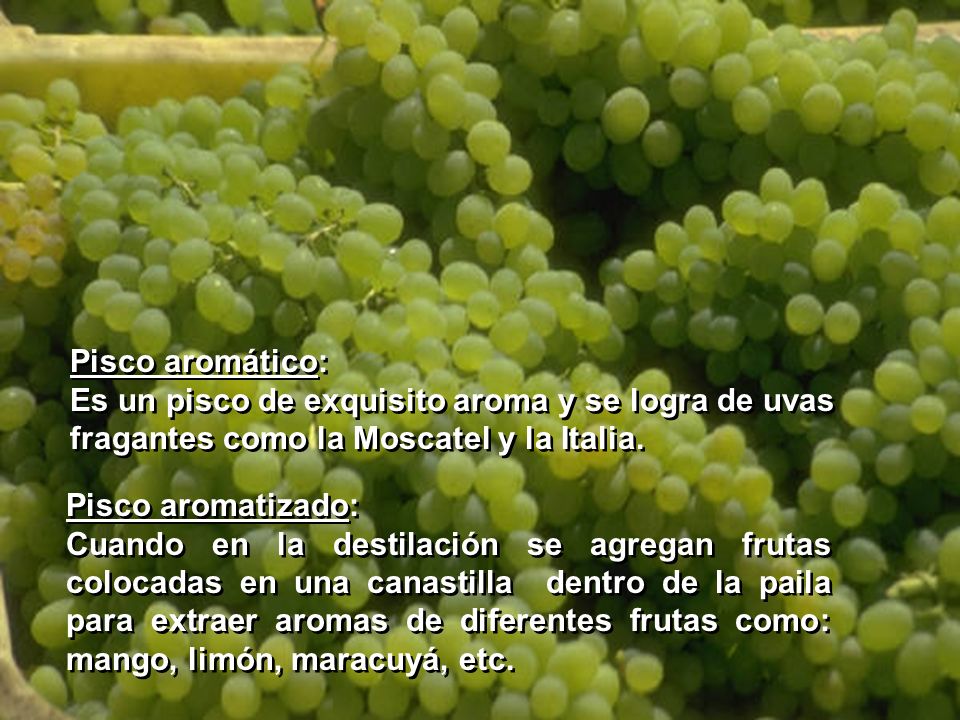 Pisco aromático: Es un pisco de exquisito aroma y se logra de uvas fragantes como la Moscatel y la Italia.