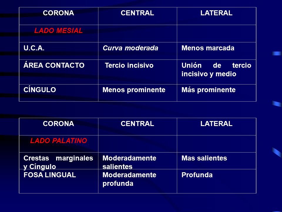 CORONA CENTRAL. LATERAL. LADO MESIAL. U.C.A. Curva moderada. Menos marcada. ÁREA CONTACTO.