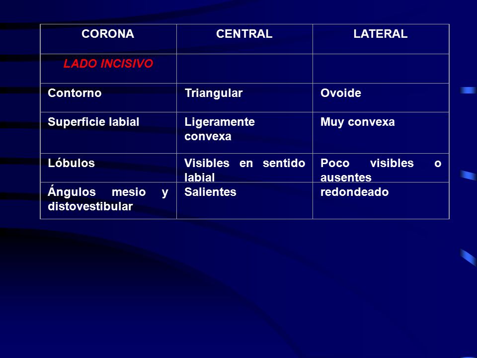 CORONA CENTRAL. LATERAL. LADO INCISIVO. Contorno. Triangular. Ovoide. Superficie labial. Ligeramente convexa.