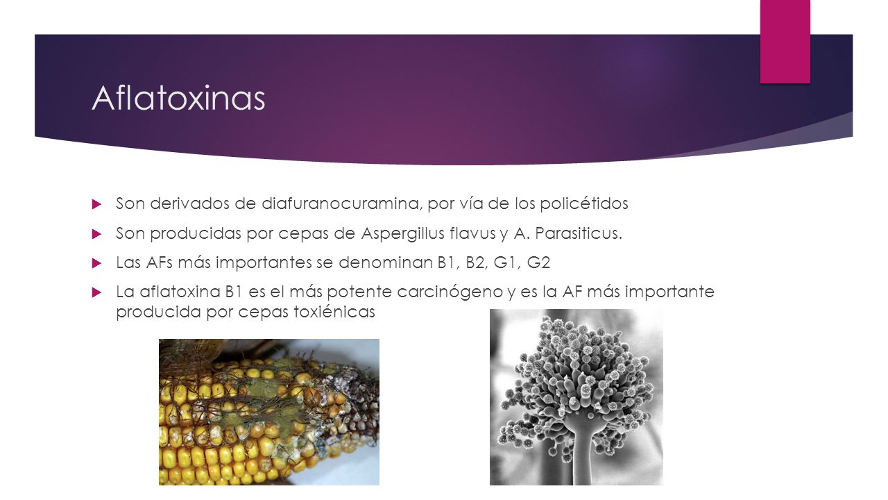 Aflatoxinas Son derivados de diafuranocuramina, por vía de los policétidos. Son producidas por cepas de Aspergillus flavus y A. Parasiticus.
