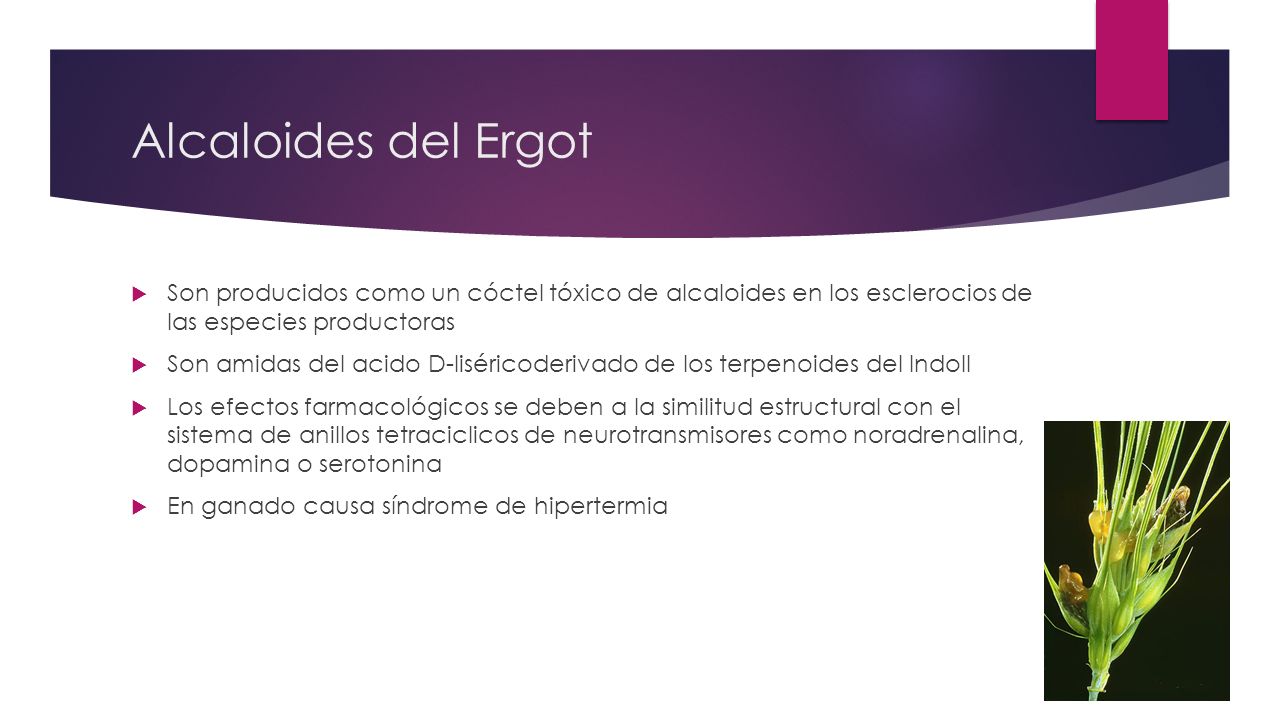 Alcaloides del Ergot Son producidos como un cóctel tóxico de alcaloides en los esclerocios de las especies productoras.