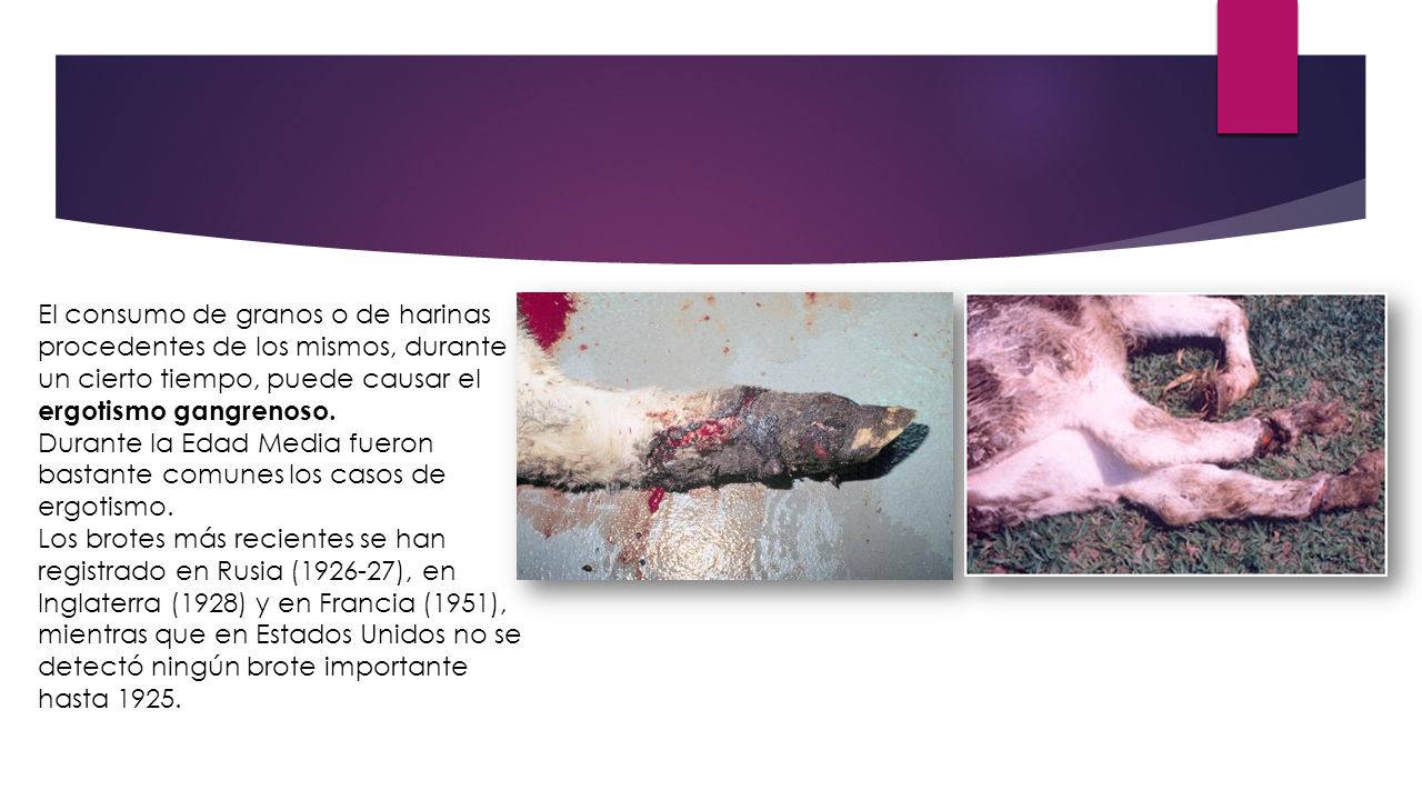 El consumo de granos o de harinas procedentes de los mismos, durante un cierto tiempo, puede causar el ergotismo gangrenoso.