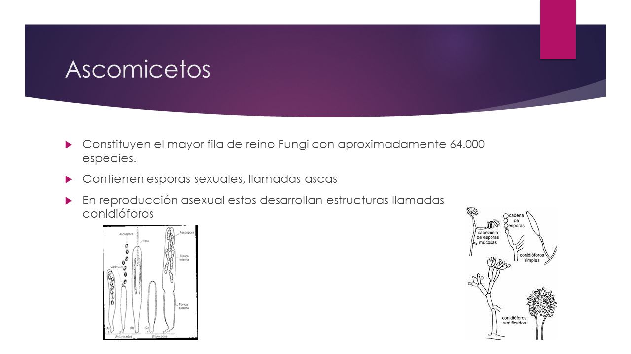 Ascomicetos Constituyen el mayor fila de reino Fungi con aproximadamente especies. Contienen esporas sexuales, llamadas ascas.