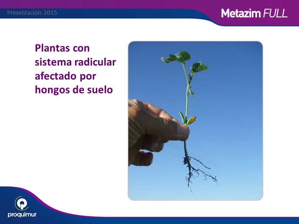 Plantas con sistema radicular afectado por hongos de suelo