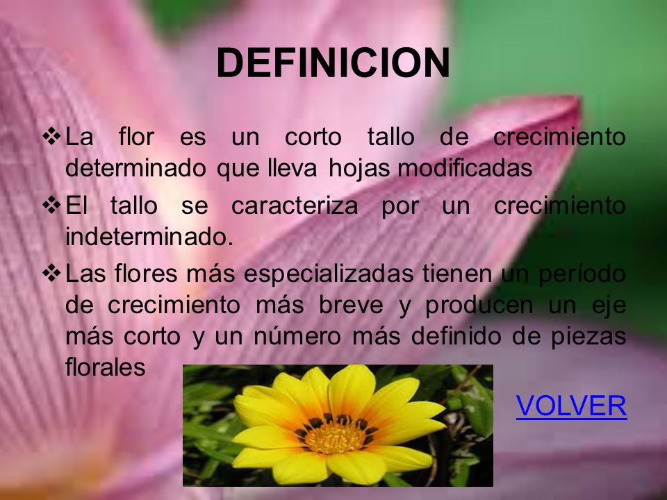 DEFINICION La flor es un corto tallo de crecimiento determinado que lleva hojas modificadas.