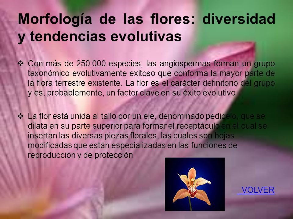 Morfología de las flores: diversidad y tendencias evolutivas