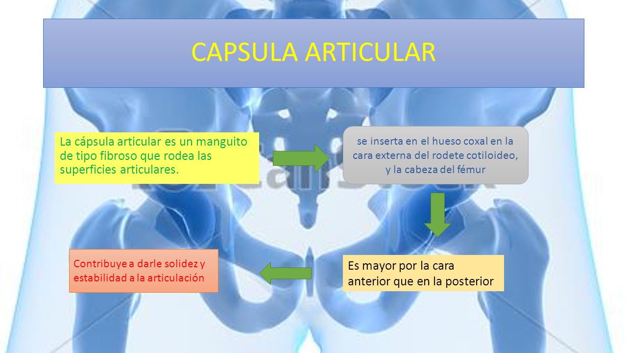 CAPSULA ARTICULAR se inserta en el hueso coxal en la cara externa del rodete cotiloideo, y la cabeza del fémur.