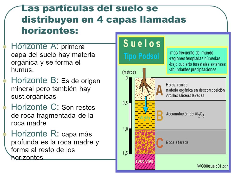 Las partículas del suelo se distribuyen en 4 capas llamadas horizontes:
