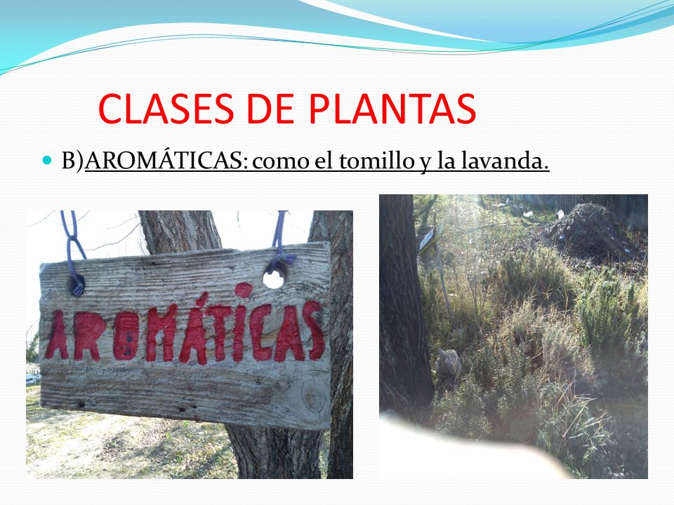CLASES DE PLANTAS B)AROMÁTICAS: como el tomillo y la lavanda.