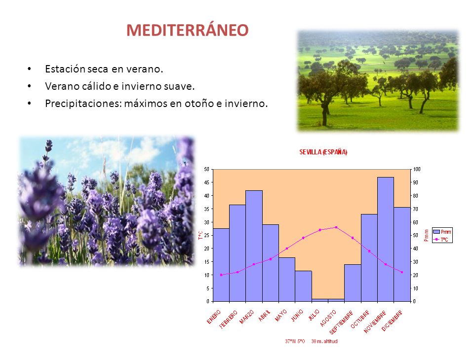 MEDITERRÁNEO Estación seca en verano. Verano cálido e invierno suave.