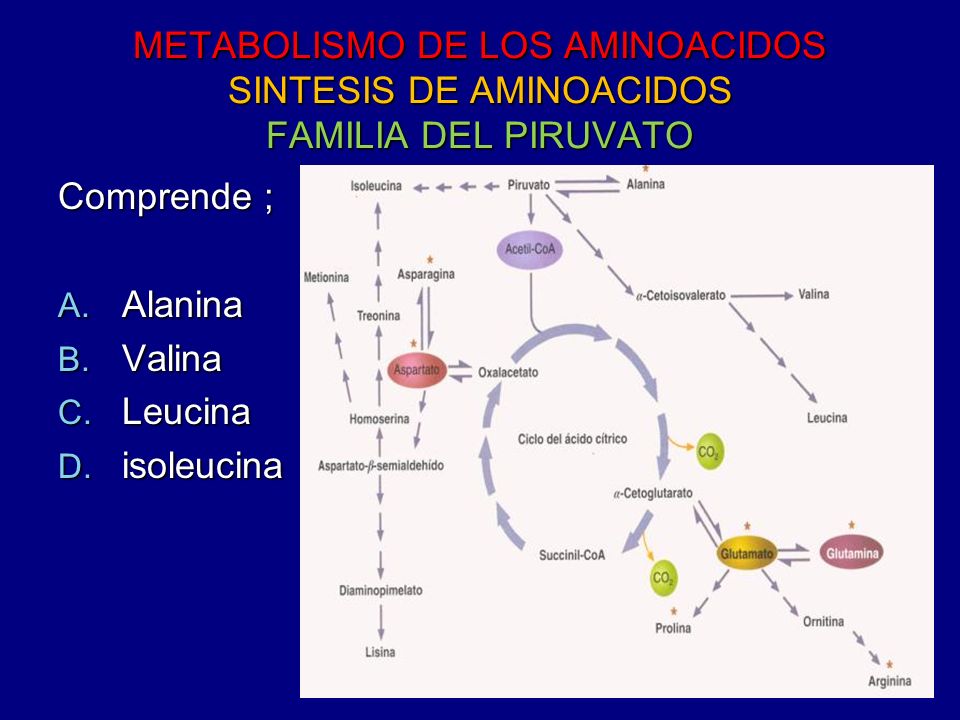 METABOLISMO DE LOS AMINOACIDOS SINTESIS DE AMINOACIDOS FAMILIA DEL PIRUVATO