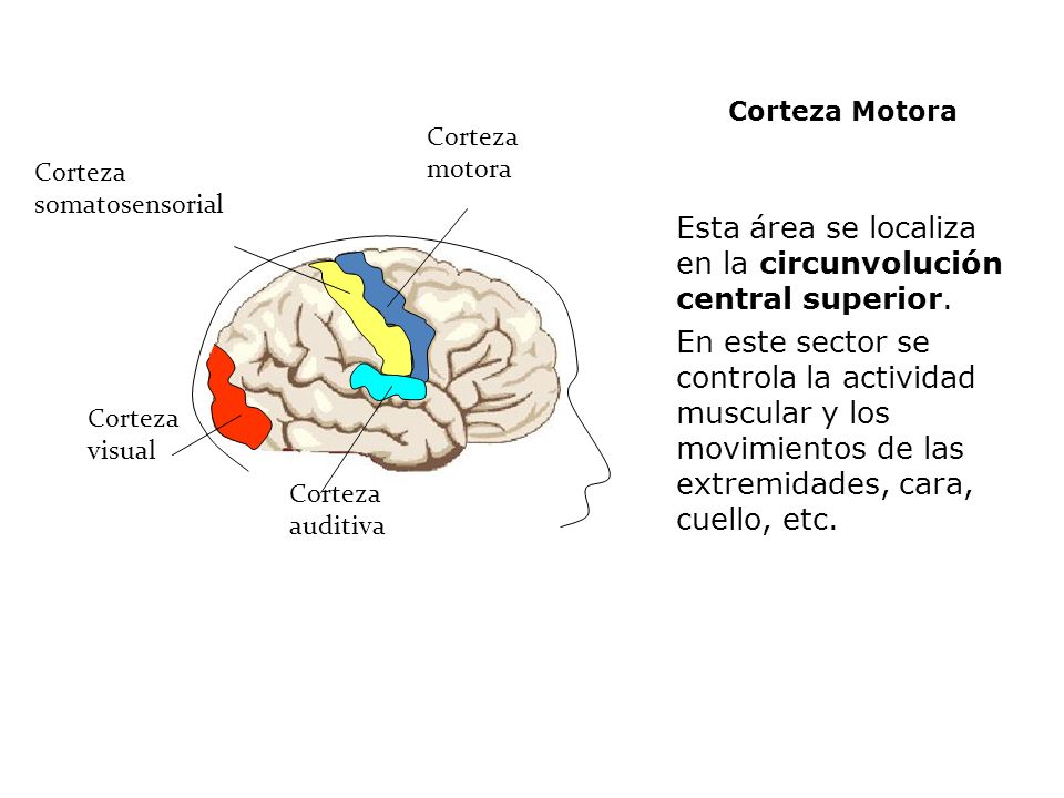 Esta área se localiza en la circunvolución central superior.