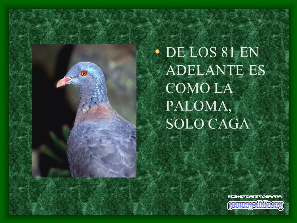 DE LOS 81 EN ADELANTE ES COMO LA PALOMA, SOLO CAGA