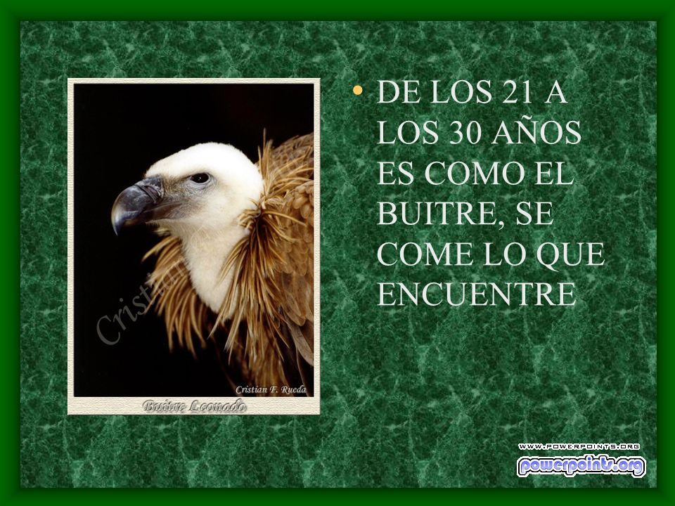 DE LOS 21 A LOS 30 AÑOS ES COMO EL BUITRE, SE COME LO QUE ENCUENTRE