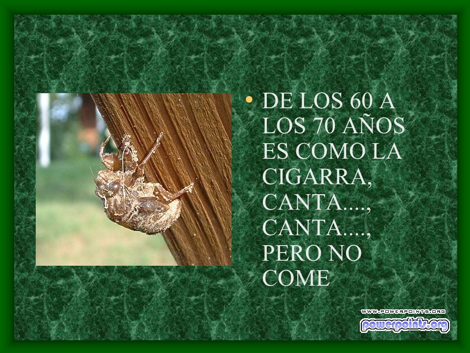 DE LOS 60 A LOS 70 AÑOS ES COMO LA CIGARRA, CANTA. , CANTA