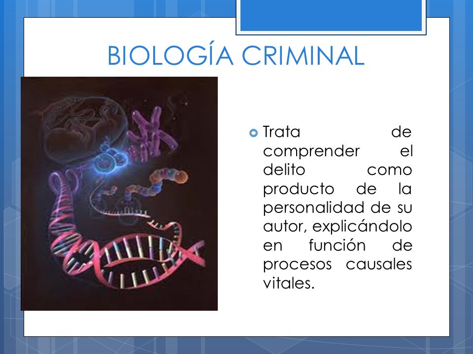 BIOLOGÍA CRIMINAL Trata de comprender el delito como producto de la personalidad de su autor, explicándolo en función de procesos causales vitales.