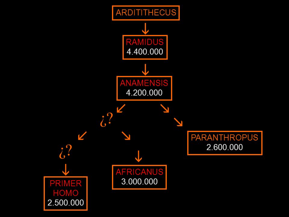i i l m ¿ m l m ¿ i i ARDITITHECUS RAMIDUS ANAMENSIS