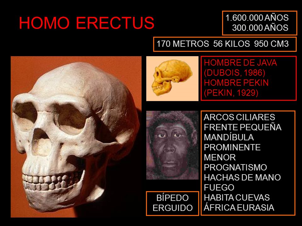 HOMO ERECTUS AÑOS AÑOS 170 METROS 56 KILOS 950 CM3