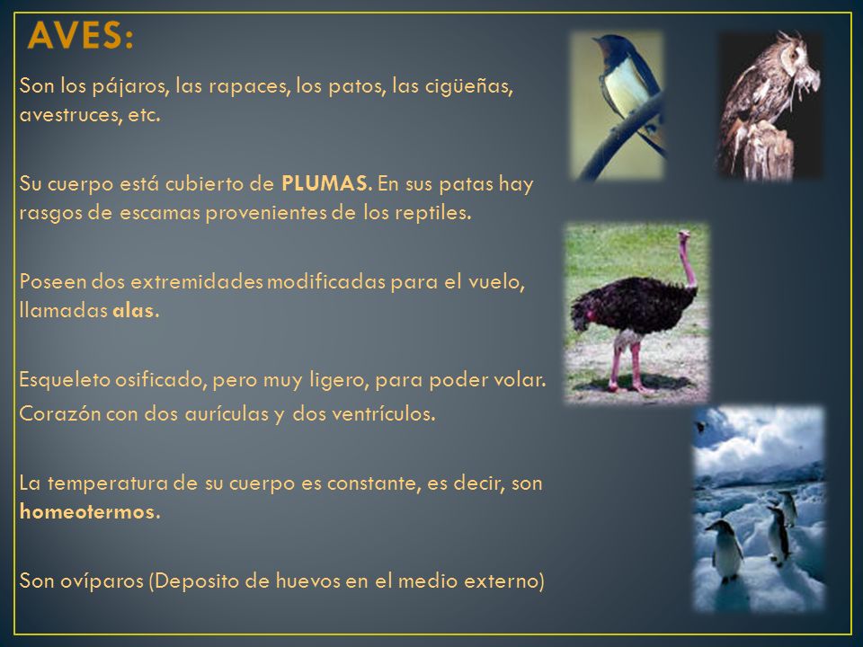 AVES: Son los pájaros, las rapaces, los patos, las cigüeñas, avestruces, etc.