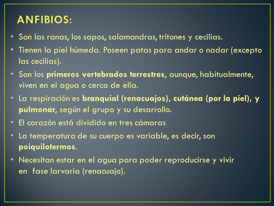 ANFIBIOS: Son las ranas, los sapos, salamandras, tritones y cecilias.