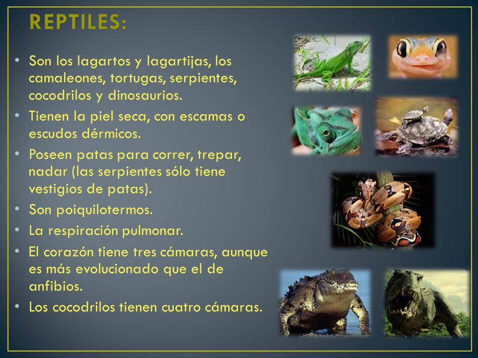 REPTILES: Son los lagartos y lagartijas, los camaleones, tortugas, serpientes, cocodrilos y dinosaurios.