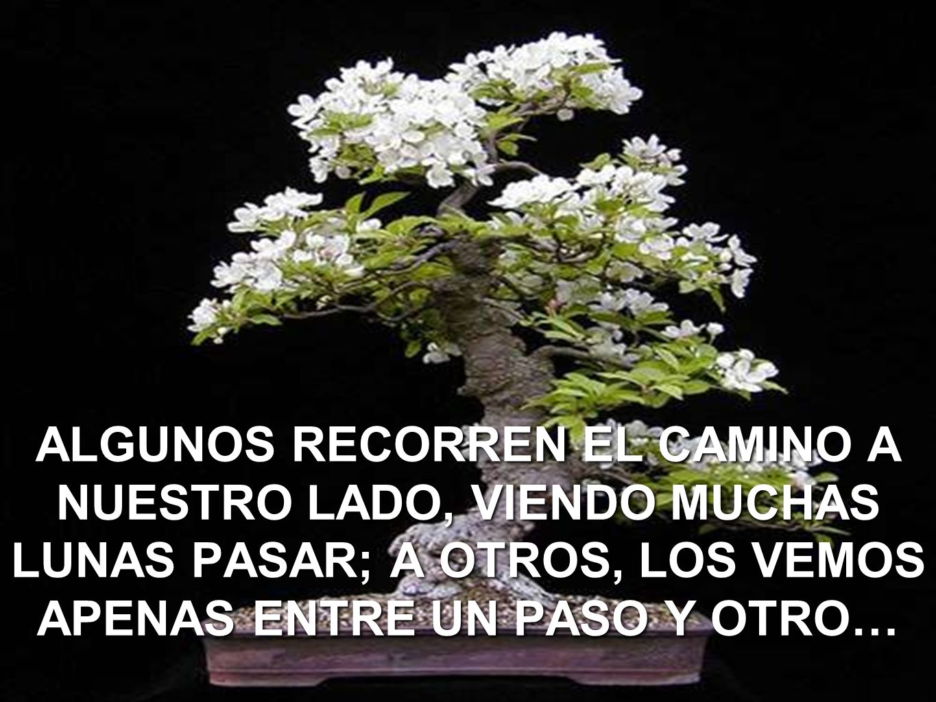 ALGUNOS RECORREN EL CAMINO A NUESTRO LADO, VIENDO MUCHAS LUNAS PASAR; A OTROS, LOS VEMOS APENAS ENTRE UN PASO Y OTRO…