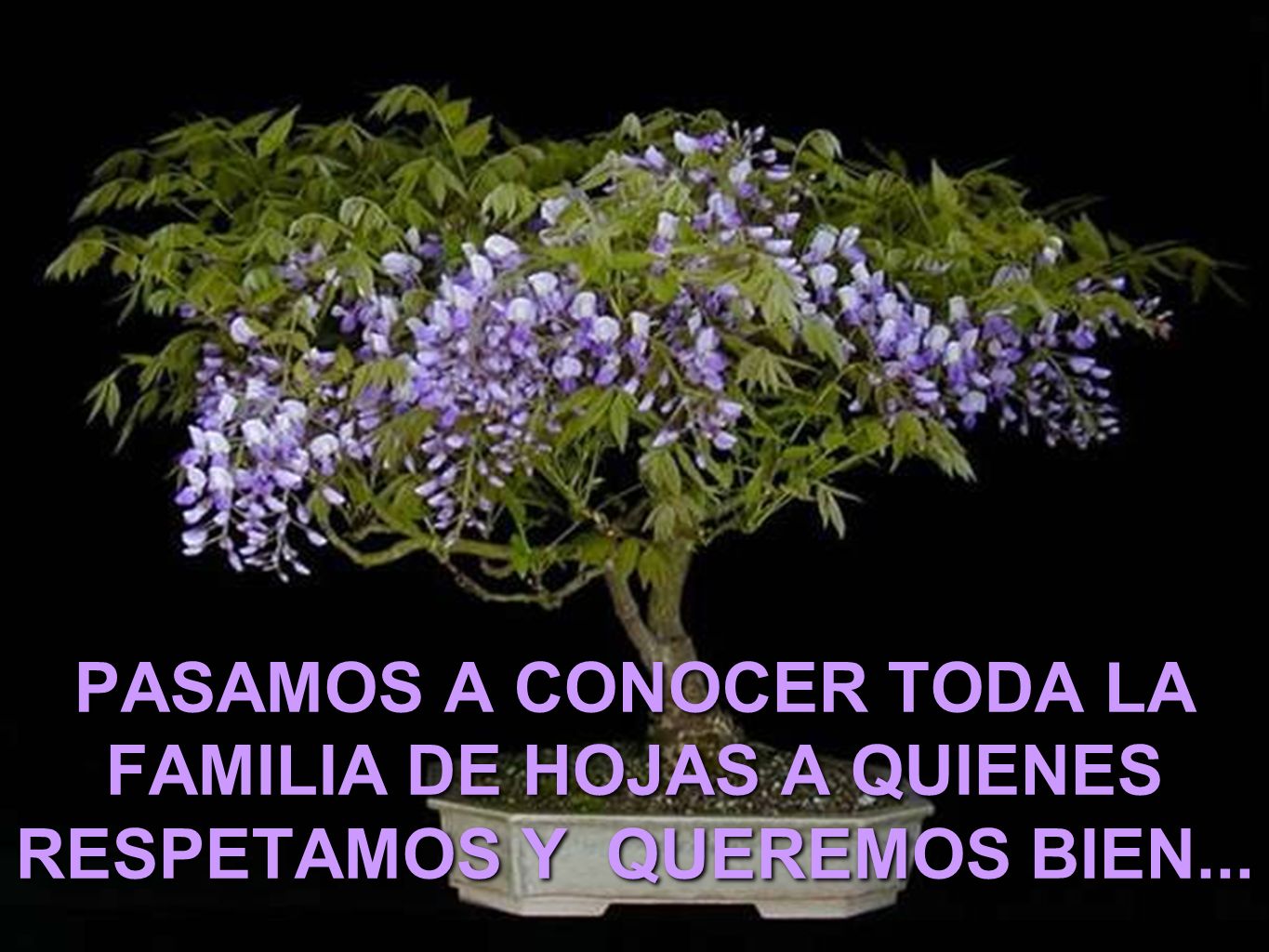 PASAMOS A CONOCER TODA LA FAMILIA DE HOJAS A QUIENES RESPETAMOS Y QUEREMOS BIEN...