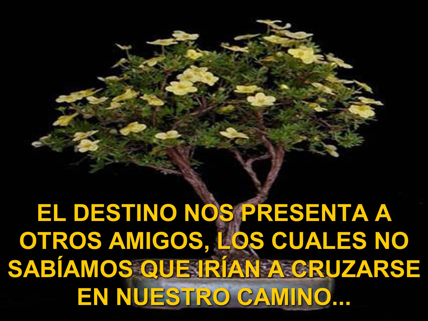 EL DESTINO NOS PRESENTA A OTROS AMIGOS, LOS CUALES NO SABÍAMOS QUE IRÍAN A CRUZARSE EN NUESTRO CAMINO...