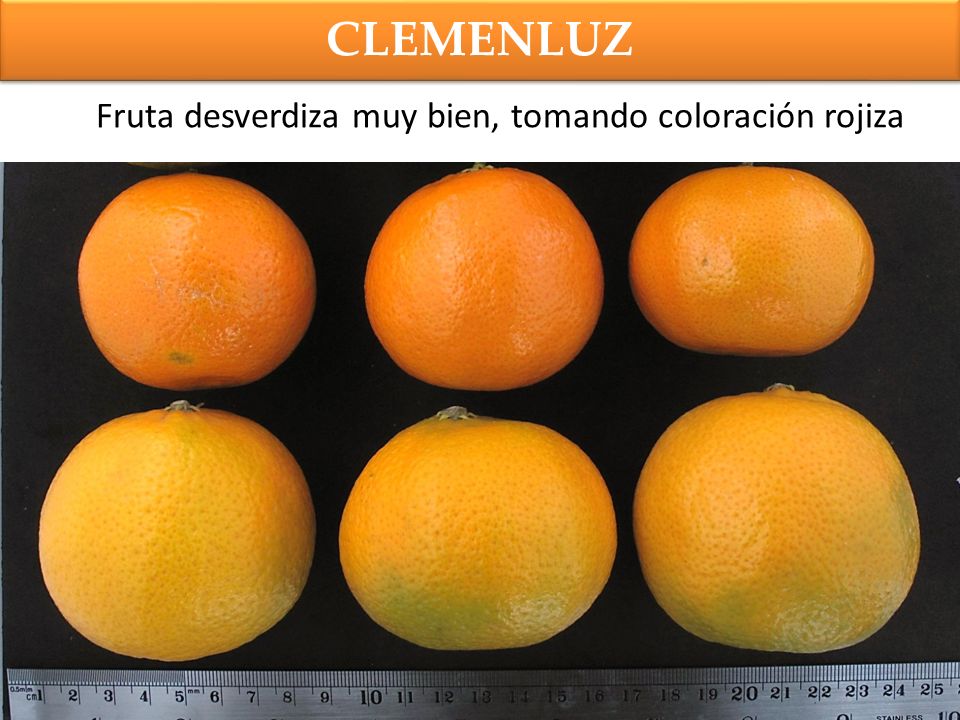 Fruta desverdiza muy bien, tomando coloración rojiza