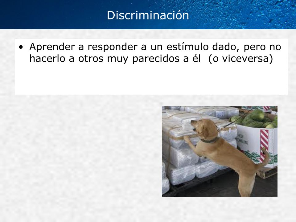 Discriminación Aprender a responder a un estímulo dado, pero no hacerlo a otros muy parecidos a él (o viceversa)