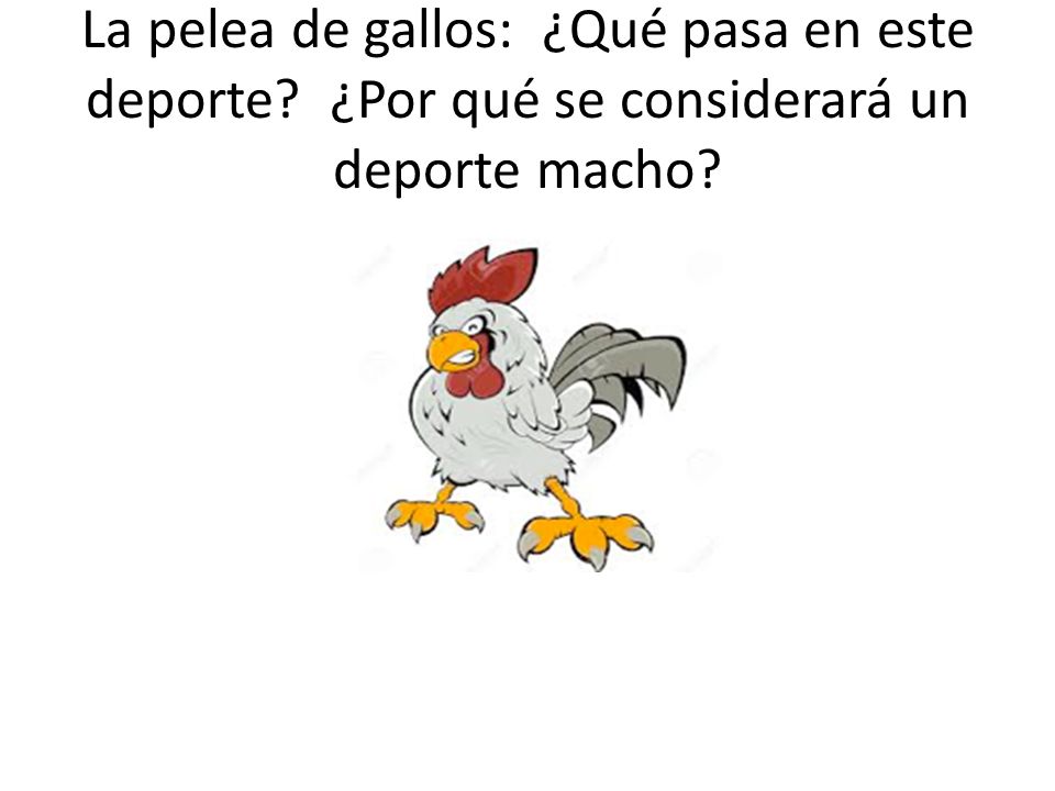 La pelea de gallos: ¿Qué pasa en este deporte