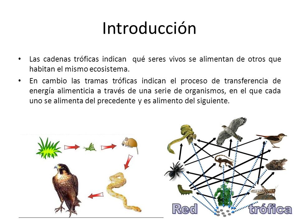 Introducción Las cadenas tróficas indican qué seres vivos se alimentan de otros que habitan el mismo ecosistema.