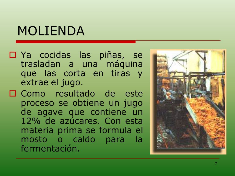 MOLIENDA Ya cocidas las piñas, se trasladan a una máquina que las corta en tiras y extrae el jugo.
