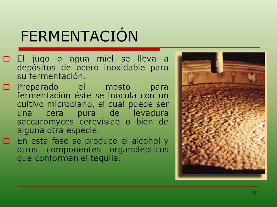 FERMENTACIÓN El jugo o agua miel se lleva a depósitos de acero inoxidable para su fermentación.