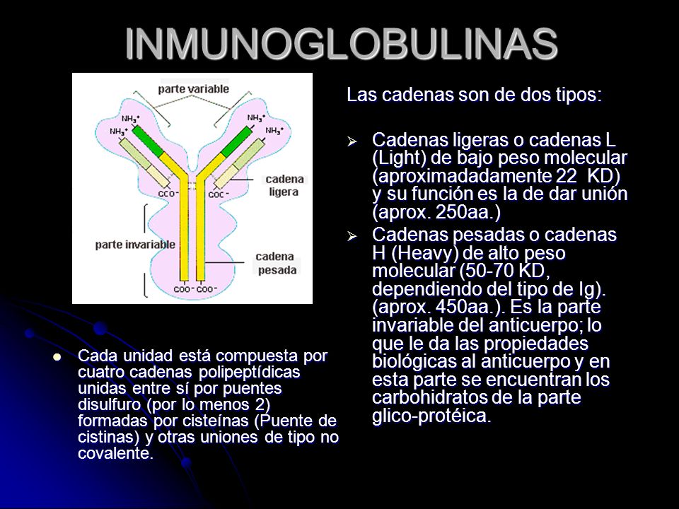 INMUNOGLOBULINAS Las cadenas son de dos tipos: