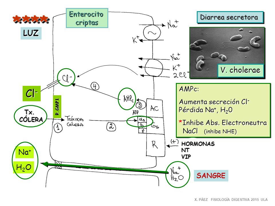* *** Cl- LUZ V. cholerae Na+ H2O Enterocito Diarrea secretora criptas