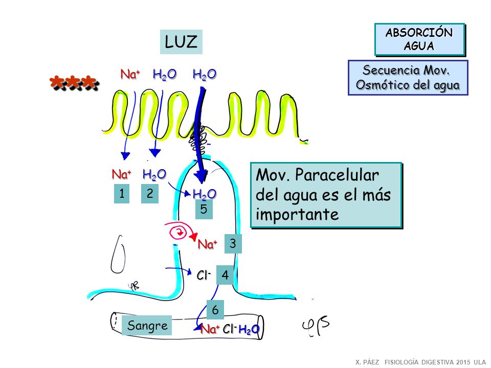 *** LUZ Mov. Paracelular del agua es el más importante Secuencia Mov.