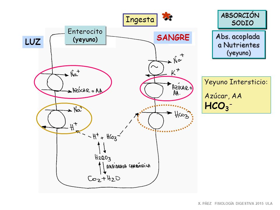 * HCO3- Ingesta SANGRE LUZ Enterocito Abs. acoplada a Nutrientes