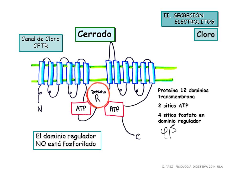 Cerrado Cloro El dominio regulador NO está fosforilado Canal de Cloro