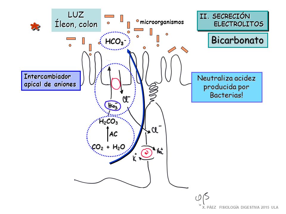 * Bicarbonato LUZ Íleon, colon HCO3- Neutraliza acidez producida por