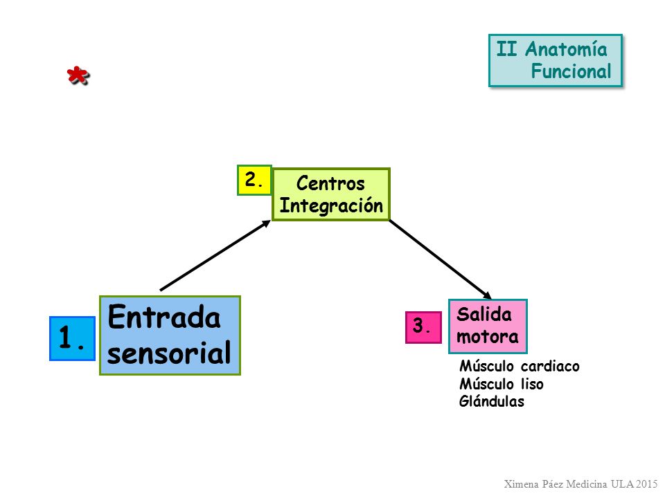 * Entrada sensorial 1. II Anatomía Funcional 2. Centros Integración