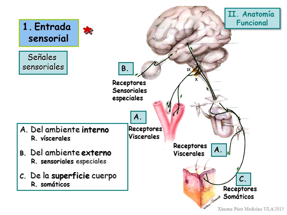* 1. Entrada sensorial Señales sensoriales Del ambiente interno