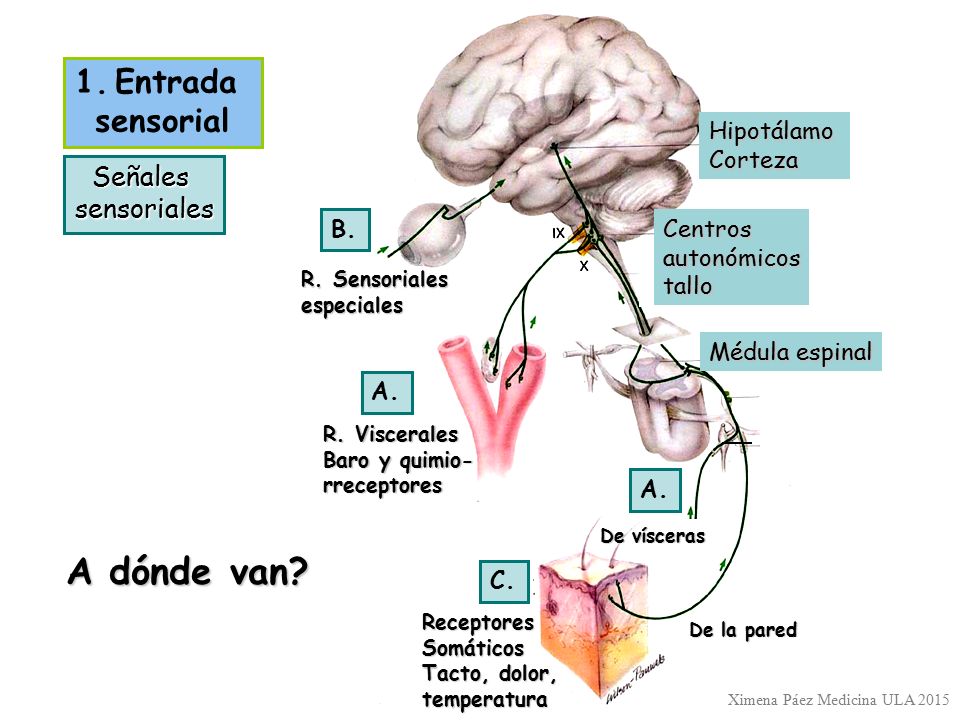 A dónde van 1. Entrada sensorial Señales sensoriales Hipotálamo