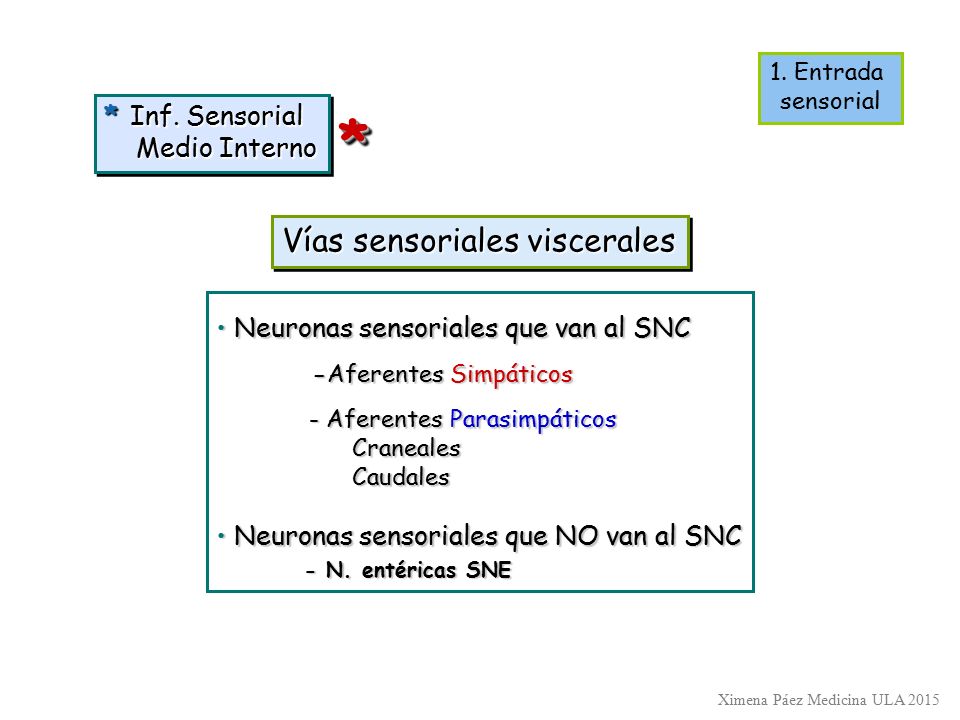 * Vías sensoriales viscerales * Inf. Sensorial Medio Interno