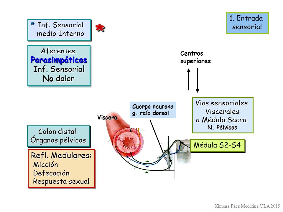 * Parasimpáticas Inf. Sensorial No dolor Refl. Medulares: 1. Entrada