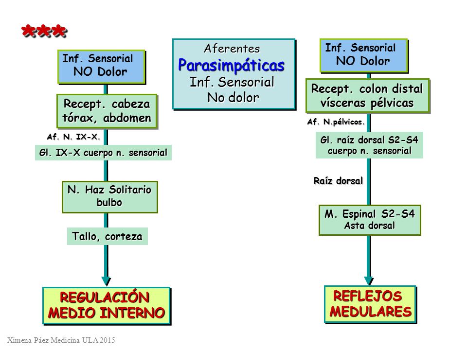 *** Parasimpáticas Inf. Sensorial No dolor REFLEJOS REGULACIÓN