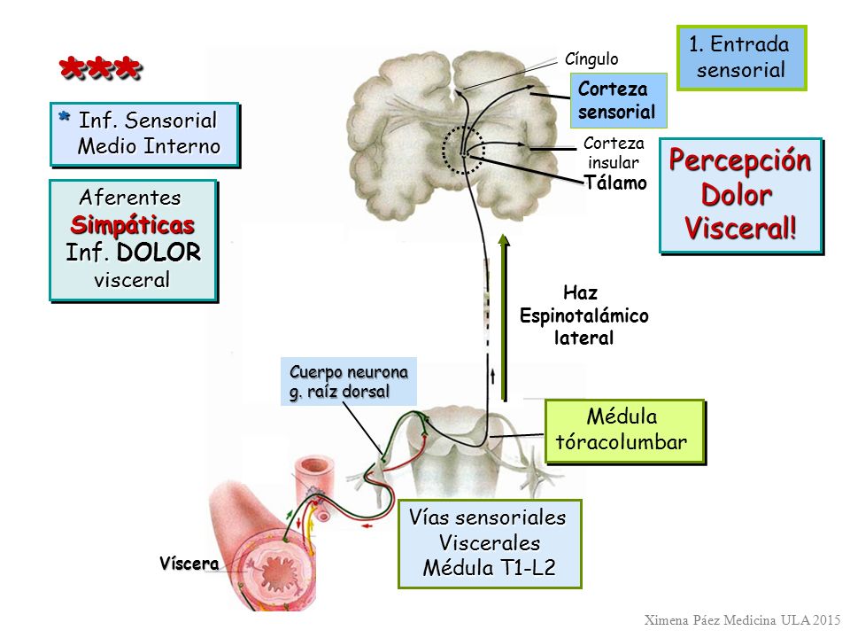 *** Percepción Dolor Visceral! Simpáticas 1. Entrada sensorial