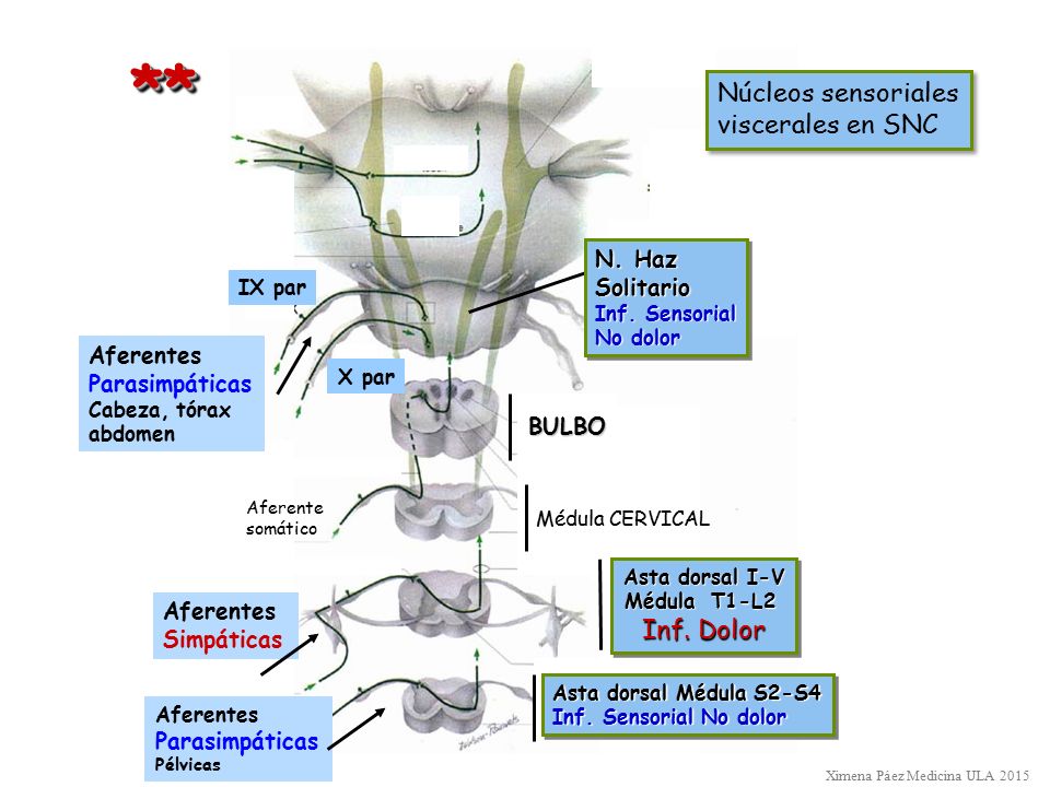 * * Núcleos sensoriales viscerales en SNC Inf. Dolor N. Haz Solitario