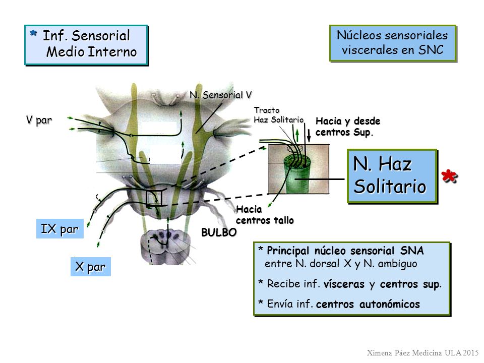 Núcleos sensoriales viscerales en SNC